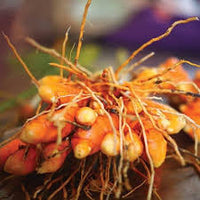 Brown Turmeric Seeds for Planting