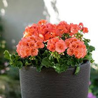 Salmon Pelargonium Peltatum Flower Seeds for Planting Wildflower Mix Heirloom & GMO Free Seeds for Home Garden
 
 Sale