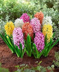 Hyacinthus Orientalis Flower seeds for Planting - Long Bloom Season, Heirloom & GMO Free Seeds for Home Garden