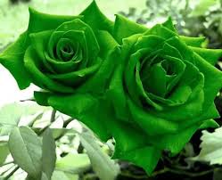Green Dragon Rose Flower seeds for Planting - Low Maintenance, Heirloom & GMO Free Seeds for Home Garden