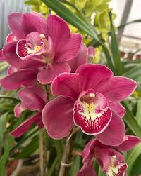 Red Cymbidium Orchid Flower seeds for Planting - Drought Tolerant, Heirloom & GMO Free Seeds for Home Garden