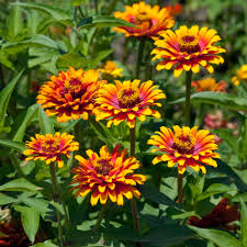 Pink Yellow Zinnia Flower seeds for Planting Bright Blooms Heirloom & GMO Free Seeds for Home Garden
