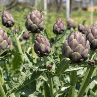 Purple Artichoke Vegetable Seeds for Planting