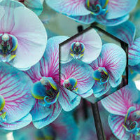 Blue Pink Orchid Flower Seeds for Planting Perfect for Borders Heirloom & GMO Free Seeds for Home Garden
 
 Sale