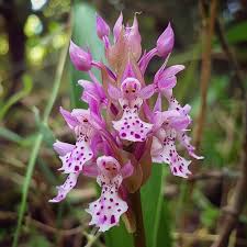 Orchid Man Flower Planting Seeds - Enhance Your Garden with Vibrant Orchid Blooms