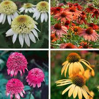 ConeFlower seeds for Planting Wildflower Mix Heirloom & GMO Free Seeds for Home Garden
