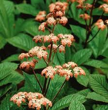 Brown Rodgersia Henrici Flower seeds for Planting - Premium Quality, Heirloom & GMO Free Seeds for Home Garden