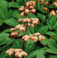 Brown Rodgersia Henrici Flower seeds for Planting - Premium Quality, Heirloom & GMO Free Seeds for Home Garden