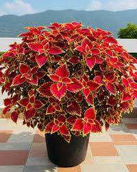 Red Yellow Coleus Flower seeds for Planting Cottage Garden Essential Heirloom & GMO Free Seeds for Home Garden