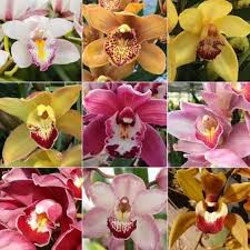 Mixed Cymbidium Maxillaria Goeringii Seeds for Planting Compact Growth Heirloom & GMO Free Seeds for Home Garden
 
 Sale