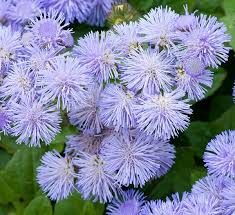 Violet Ageratum Flower seeds for Planting - Seasonal Bloomer, Heirloom & GMO Free Seeds for Home Garden