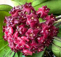 Dark Purple Hoya Carnosa Seeds for Planting Long Bloom Season Heirloom & GMO Free Seeds for Home Garden
 
 Sale