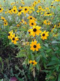 Rudbeckia Triloba Seeds for Planting  Vibrant Flower Seeds for Your Garden