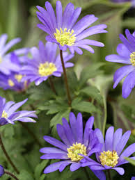 Anemone Blanda Flower seeds for Planting - Fragrant Blossoms, Heirloom & GMO Free Seeds for Home Garden