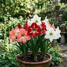 Mixed Amaryllis Flower seeds for Planting Fragrant Blossoms Heirloom & GMO Free Seeds for Home Garden 
 
 Sale
