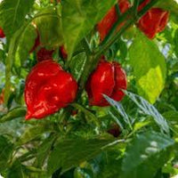 Red Cachucha Vegetable Seeds for Easy Planting