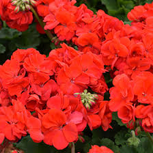 Red Geranium Flores Flower Seeds for Planting Hardy Variety Heirloom & GMO Free Seeds for Home Garden
 
 Sale