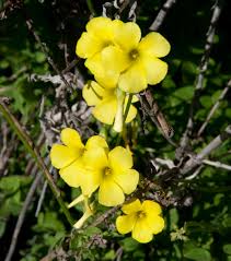 African Oxalis Flower seeds for Planting Compact Growth Heirloom & GMO Free Seeds for Home Garden