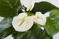 Cream Anthurium Flower Seeds for Planting – Shade Tolerant Heirloom & NonGMO Seeds for Home Garden
 
 Sale