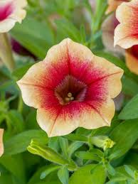 Peach Petunia Flower Seeds for Planting – Heirloom NonGMO Organic Garden Seeds – Easy to Grow High Germination Blooms
 
 Sale