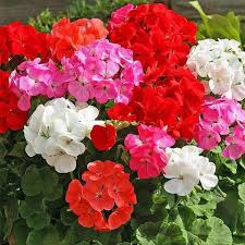 Burgundy Univalve Geranium Flower seeds for Planting Compact Growth Heirloom & GMO Free Seeds for Home Garden