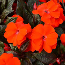 Orange Impatiens Flower seeds for Planting - Bright Blooms, Heirloom & GMO Free Seeds for Home Garden