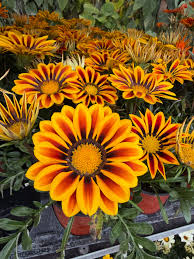 Yellow Red Gazania Rigens Flower seeds for Planting - Premium Quality, Heirloom & GMO Free Seeds for Home Garden