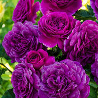 Purple Climbing Rose Flower seeds for Planting - Long Bloom Season, Heirloom & GMO Free Seeds for Home Garden