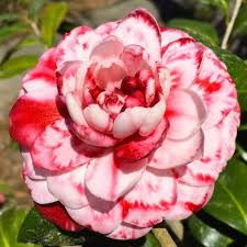 Burgundy White Camellia Flower seeds for Planting - Sun Loving, Heirloom & GMO Free Seeds for Home Garden