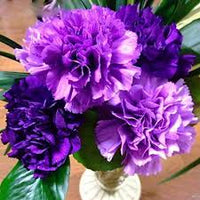Deep Purple Carnation Flower seeds for Planting - Garden Favorite, Heirloom & GMO Free Seeds for Home Garden