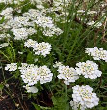 White Candytuf Flower seeds for Planting - Premium Quality, Heirloom & GMO Free Seeds for Home Garden
