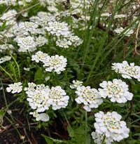 White Candytuf Flower seeds for Planting - Premium Quality, Heirloom & GMO Free Seeds for Home Garden