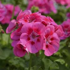 Pink Big Blooms Geranium Flower Seeds for Planting Perfect for Borders Heirloom & GMO Free Seeds for Home Garden
 
 Sale