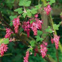 Pink Ribes Cereum Flower seeds for Planting - Compact Growth, Heirloom & GMO Free Seeds for Home Garden
