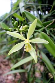 Vanilla Orchid Flower seeds for Planting - Easy to Grow, Heirloom & GMO Free Seeds for Home Garden