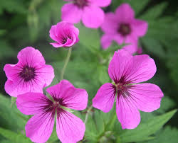 Baby Pink Weeping Forsythia Flower seeds for Planting - Sun Loving, Heirloom & GMO Free Seeds for Home Garden