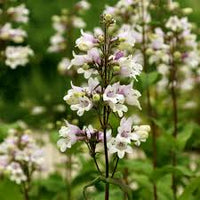 Heirloom Beardtongue Flower seeds for Planting Cottage Garden Essential Heirloom & GMO Free Seeds for Home Garden