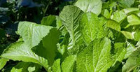 Heirloom Mustard Vegetable Seeds for Planting