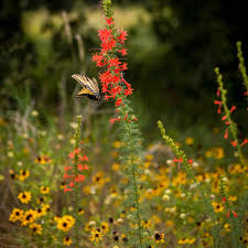 Standing Cypress Planting Flower