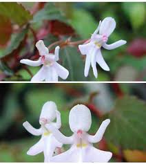 Baby Face Orchid Flower seeds for Planting - Perfect for Borders, Heirloom & GMO Free Seeds for Home Garden