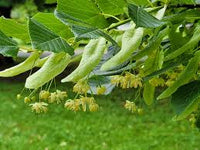 American Basswood Tree Seeds for Planting - Long Bloom Season, Heirloom & GMO Free Seeds for Home Garden