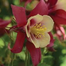 Red Yellow Aquilegia Flower seeds for Planting - Pollinator Friendly, Heirloom & GMO Free Seeds for Home Garden