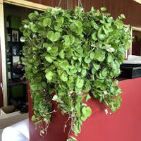 Emerald Falls Dichondra House Flower seeds for Planting - Fragrant Blossoms, Heirloom & GMO Free Seeds for Home Garden
