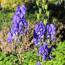 Blue Carmichaelii Flower Seeds, Essential Planting Guide