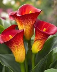 Calla Flower Seeds Red Yellow Flower seeds for Planting - Easy to Grow, Heirloom & GMO Free Seeds for Home Garden
