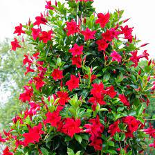 Red Mandevilla Flower seeds for Planting Seasonal Bloomer Heirloom & GMO Free Seeds for Home Garden