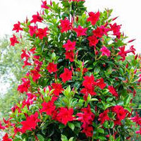 Red Mandevilla Flower seeds for Planting Seasonal Bloomer Heirloom & GMO Free Seeds for Home Garden