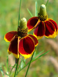 Hat Cone Flower seeds for Planting Drought Tolerant Heirloom & GMO Free Seeds for Home Garden