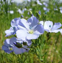 Usitatissimum Flower seeds for Planting - Bright Blooms, Heirloom & GMO Free Seeds for Home Garden