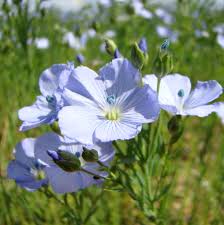 Usitatissimum Flower seeds for Planting - Bright Blooms, Heirloom & GMO Free Seeds for Home Garden